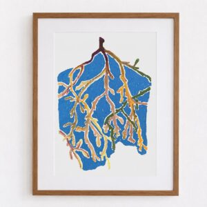 Laminaria
