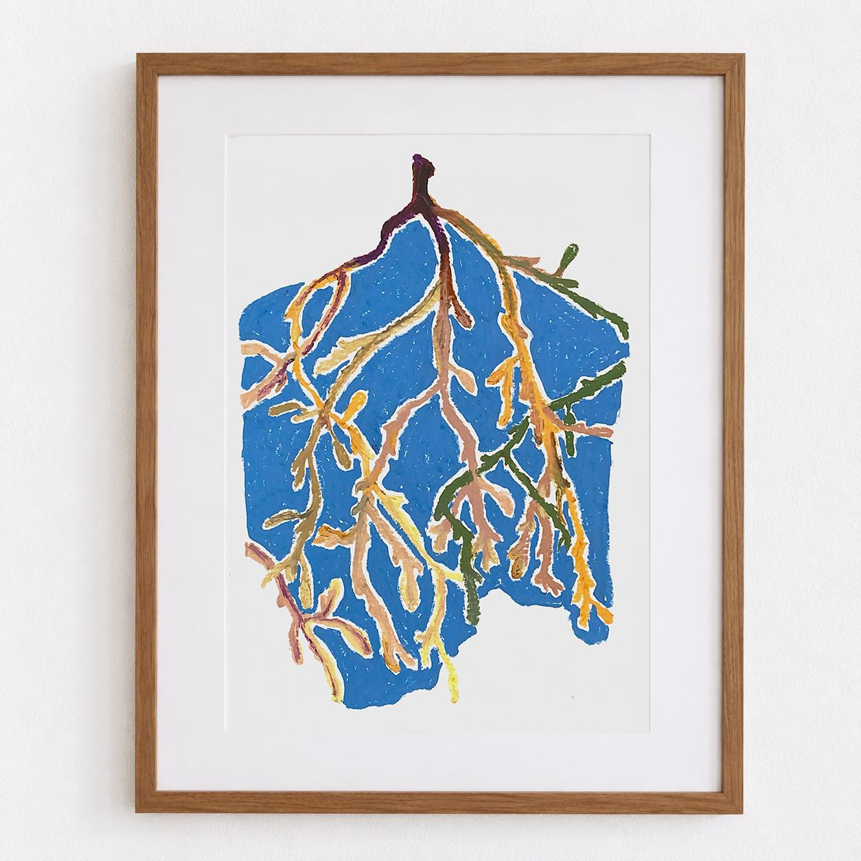 Laminaria